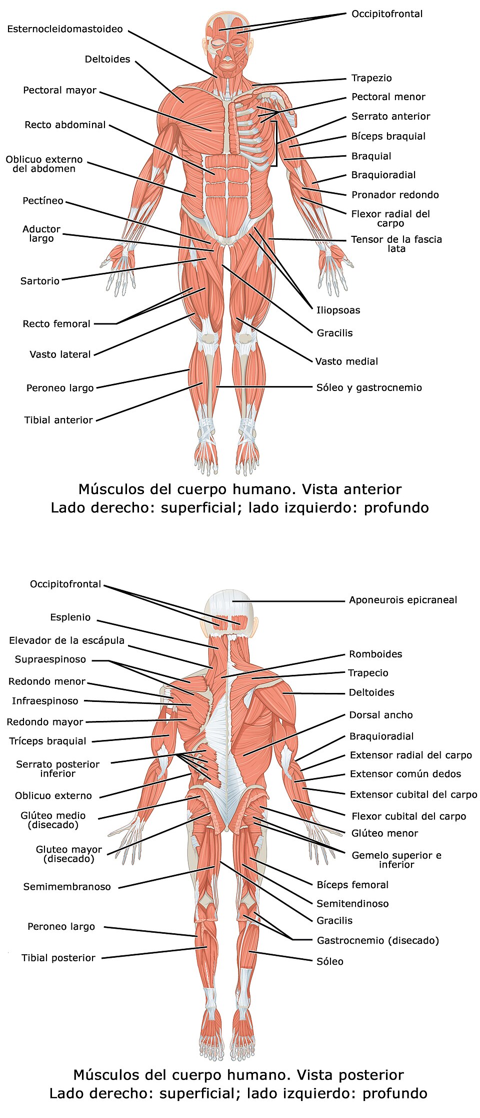Ilustración del Sistema Muscular