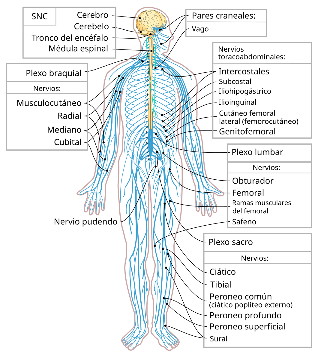 Ilustración del Sistema Nervioso