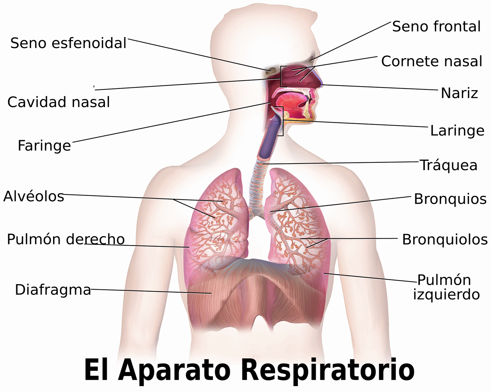 Ilustración del Sistema Respiratorio
