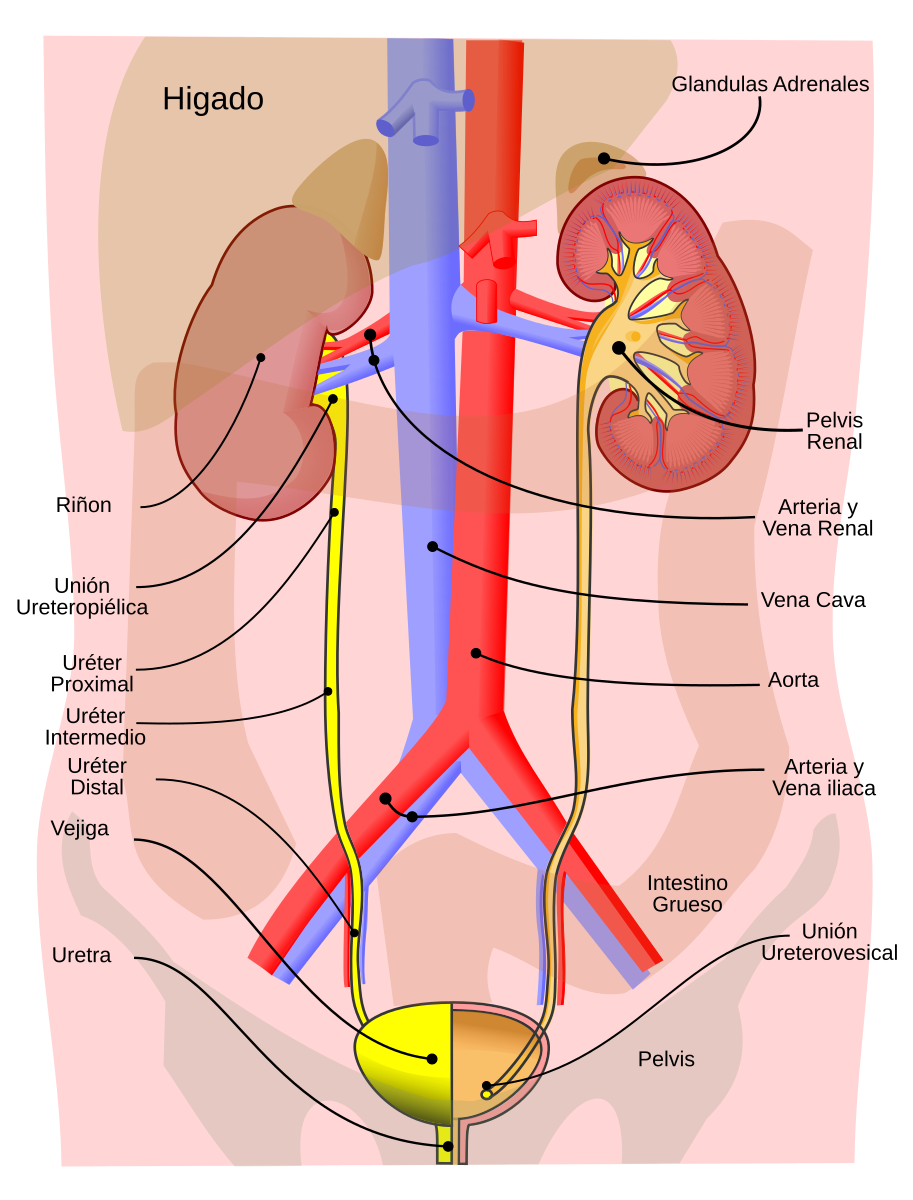 Ilustración del Sistema Urinario